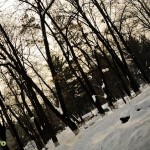 Parcul Cancicov (5) Parcul Cancicov (5)