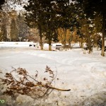 Parcul Cancicov (7) Parcul Cancicov (7)