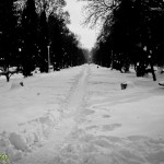 Parcul Cancicov (8) Parcul Cancicov (8)