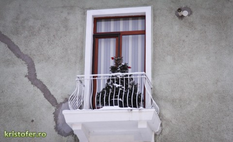 brad in balcon bacau