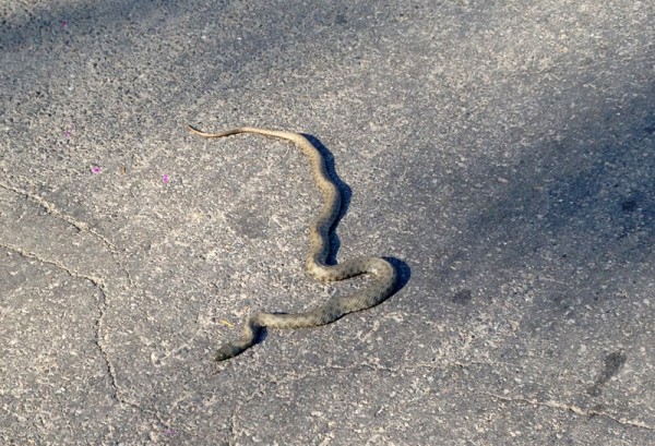 sarpe bacau gheraiesti