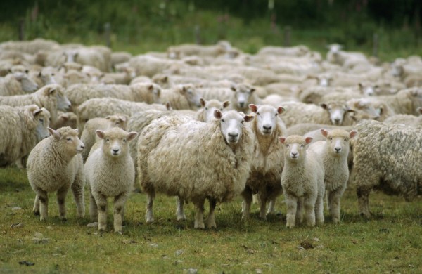 Flock of sheep, New Zealand, Pacific