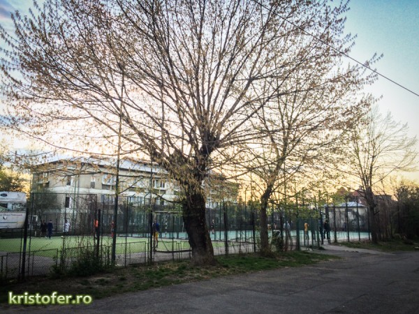 teren sport ferdinand