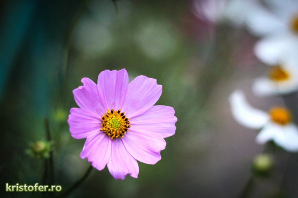 bacau septembrie 50mm stm 17