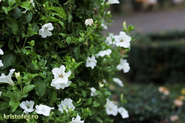 bacau septembrie 50mm stm 18