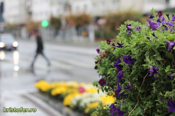 bacau septembrie 50mm stm 4