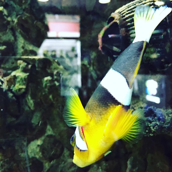 4 f64 bucuresti acvariu pesti