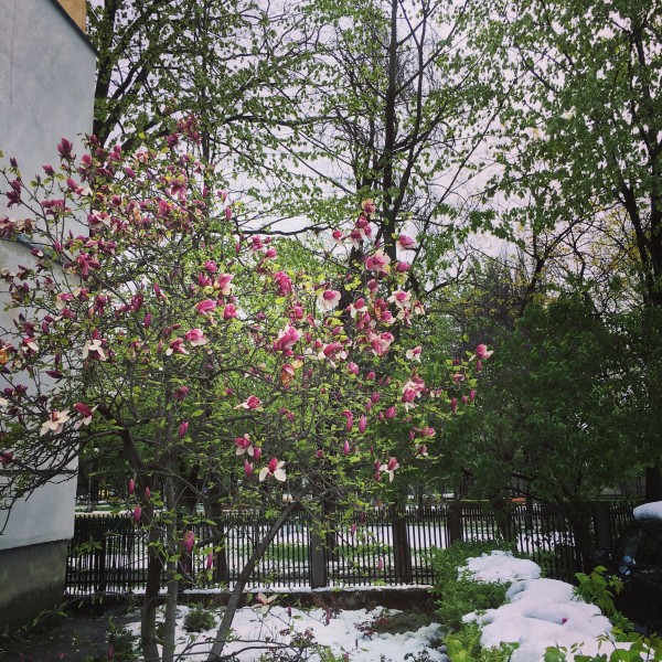 06 zapada primavara flori bacau