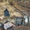 taieri arbori parcul cancicov 2022